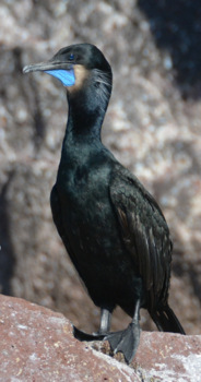 Brandt's cormorant (breeding plumage)